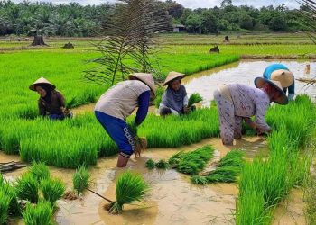 Kebutuhan Beras Lokal Di Kaltara Sudah Mencapai 60 Persen
