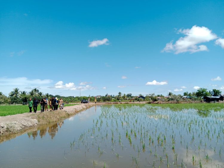 Perluasan Kawasan Pertanian Terus Dimaksimalkan