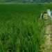Keterampilan Para Petani Terus Dioptimalkan