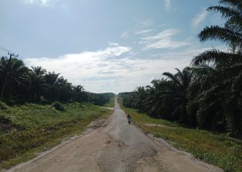 Perkebunan Kelapa Sawit Salah Satu  Sektor Pengerak Ekonomi