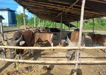 Dorong Kontribusi Semua Pihak Tingkatkan Potensi Pertanian