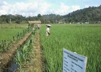 Penyuluh Pertanian Berperan Penting Wujudkan Ketahanan Pangan