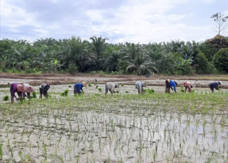 Belasan Ribu Hektare Lahan Di Kaltara, Dioptimalkan Untuk Sektor Pertanian