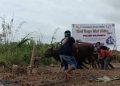 Populasi Sapi Potong Di Kaltara Rendah, Pemerintah Dorong Peran Masyarakat