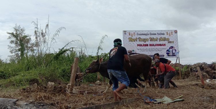 Populasi Sapi Potong Di Kaltara Rendah, Pemerintah Dorong Peran Masyarakat