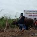 Populasi Sapi Potong Di Kaltara Rendah, Pemerintah Dorong Peran Masyarakat