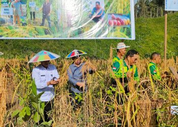 Panen Raya Padi Gogo di Pejalin, Bukti Sukses Petani Kelola Lahan Kering