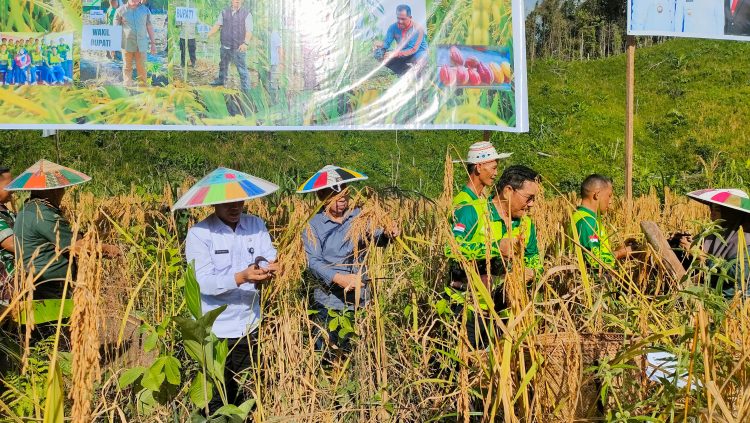 Panen Raya Padi Gogo di Pejalin, Bukti Sukses Petani Kelola Lahan Kering