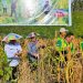 Panen Raya Padi Gogo di Pejalin, Bukti Sukses Petani Kelola Lahan Kering