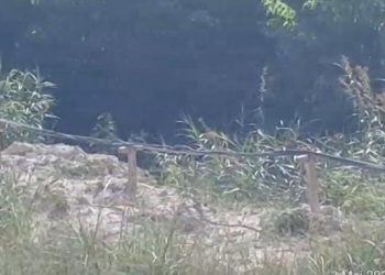 Jaringan Listrik Serabutan, PLN Akui Sumber Aliran Listrik Asal Gardu milik PLN