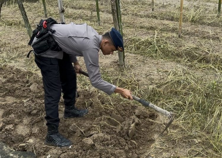 Dukung Ketahanan Pangan, Detasemen Gegana Satbrimob Polda Kaltara Sulap Lahan Tidur Jadi Produktif