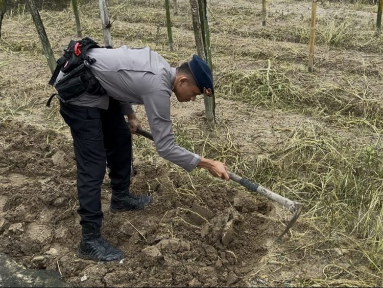 Dukung Ketahanan Pangan, Detasemen Gegana Satbrimob Polda Kaltara Sulap Lahan Tidur Jadi Produktif