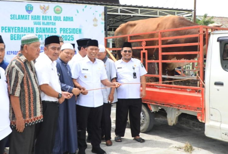 Satu Ekor Sapi Jenis Simmental Diserahkan Oleh Bupati