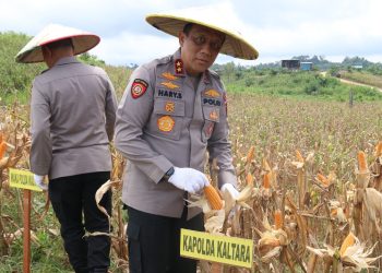 Kapolda Kaltara Hadiri Panen Raya Jagung Serentak di Desa Kelubir