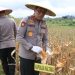 Kapolda Kaltara Hadiri Panen Raya Jagung Serentak di Desa Kelubir