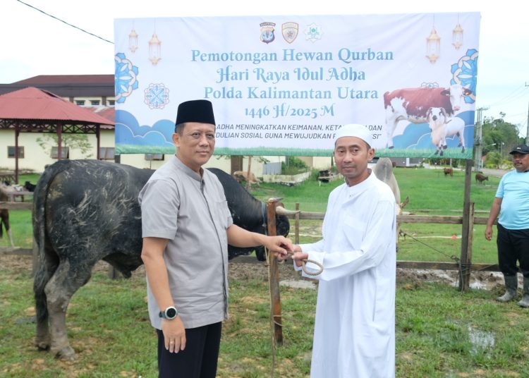 Idul Adha, Polda Kaltara Bagikan 26 Ekor Sapi