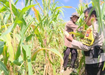Panen Jagung 2 Hektare  Polsek Tanjung Palas Dukung Program Asta Cita Lewat Ketahanan Pangan