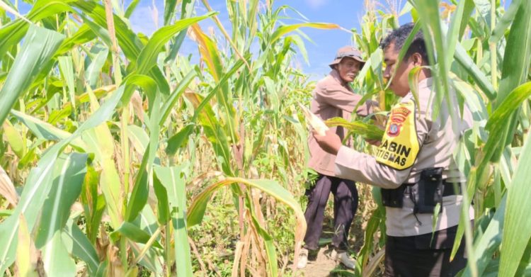 Panen Jagung 2 Hektare Polsek Tanjung Palas Dukung Program Asta Cita Lewat Ketahanan Pangan