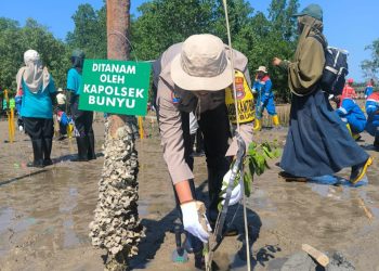Bunyu Ikut Sukseskan Penanaman Mangrove Serentak Dunia