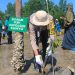 Bunyu Ikut Sukseskan Penanaman Mangrove Serentak Dunia