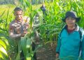 Personel Polresta Bulungan Tinjau Lahan Jagung Produktif Di Sajau