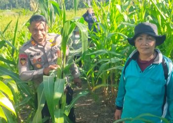 Personel Polresta Bulungan Tinjau Lahan Jagung Produktif Di Sajau