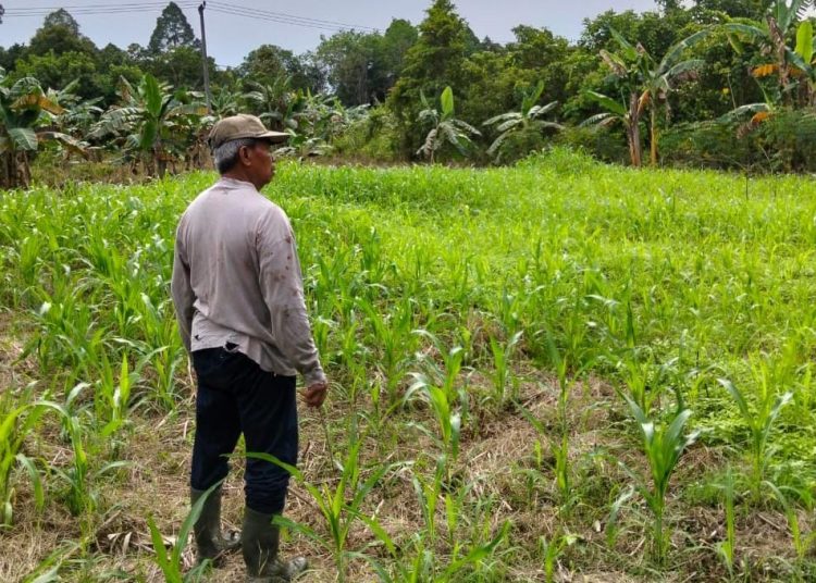 Wujudkan Asta Cita Presiden,  Polresta Bulungan Targetkan Panen Jagung 250 Kg di Tanjung Palas Barat