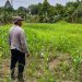Wujudkan Asta Cita Presiden,  Polresta Bulungan Targetkan Panen Jagung 250 Kg di Tanjung Palas Barat