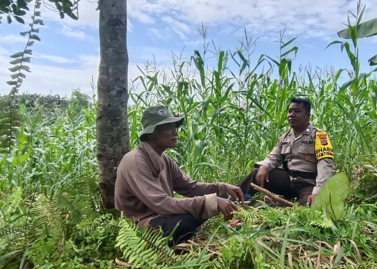 Ketahanan Pangan Menunjukkan Hasil Positif, Polsek Tanjung Palas Utara Berhasil Panen Dua  Ton Jagung