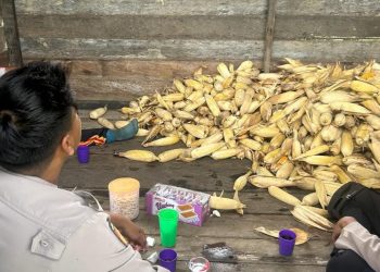 Dukung Program Asta Cita Prabowo-Gibran, Polresta Bulungan Panen 1,5 Ton Jagung di Tanjung Palas Utara