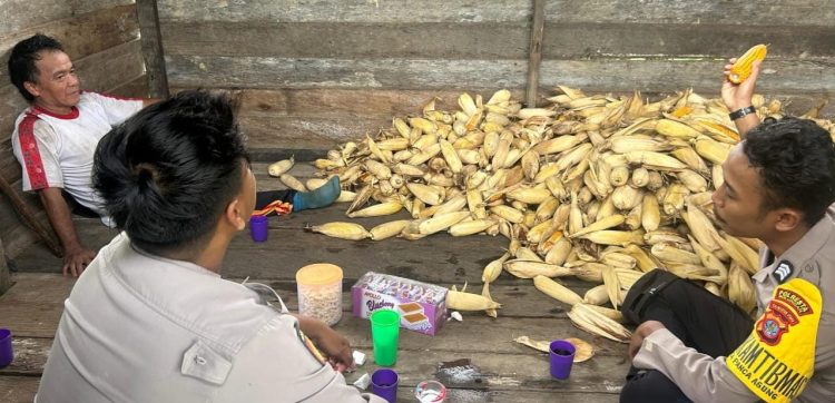 Dukung Program Asta Cita Prabowo-Gibran, Polresta Bulungan Panen 1,5 Ton Jagung di Tanjung Palas Utara