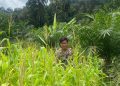 Dukung Program Ketahanan Pangan Asta Cita, Polresta Bulungan Tanam Jagung di Wilayah Polsek Sekatak