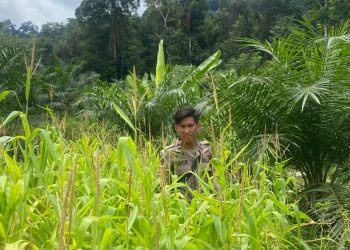 Dukung Program Ketahanan Pangan Asta Cita, Polresta Bulungan Tanam Jagung di Wilayah Polsek Sekatak