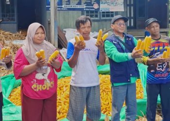 Polresta Bulungan Panen Jagung 500 Kilogram Wujud Nyata Dukung Program Asta Cita