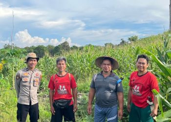 Dukung Program Asta Cita, Polsek Tanjung Palas Barat Siap Panen 500 Kg Jagung
