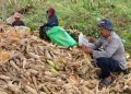 Kapolsek Tanjung Palas Dampingi Warga Panen Jagung