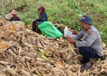 Kapolsek Tanjung Palas Dampingi Warga Panen Jagung