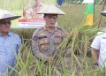 Polda Kaltara Dukung Ketahanan Pangan, Lewat Panen Perdana Padi Varietas Lokal