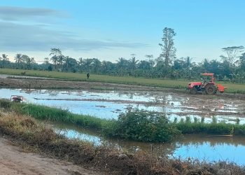 DPKP Target 7 Ribu Optimalisasi  Lahan Pertanian di Kaltara