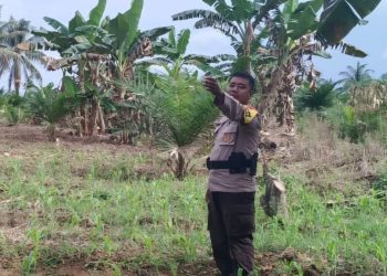 Dukung Asta Cita Polresta Bulungan Dorong Ketahan Pangan Lewat Produk Jagung