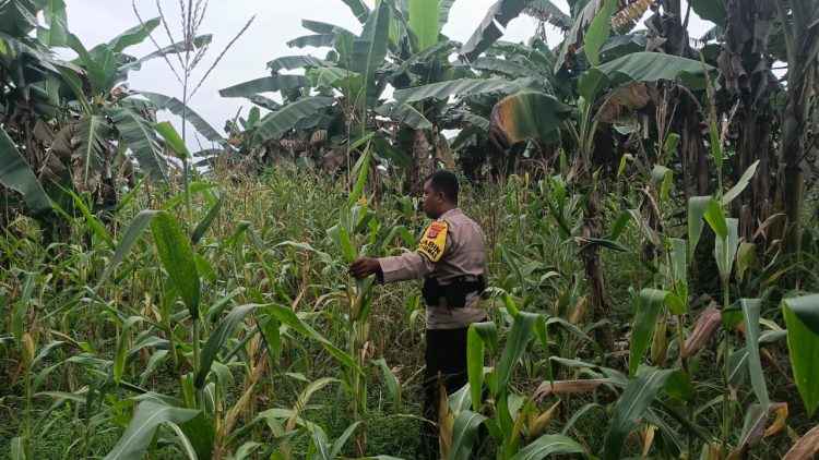 Optimalisasi Lahan Dukungan Ketahanan Pangan Pemerintah Pusat