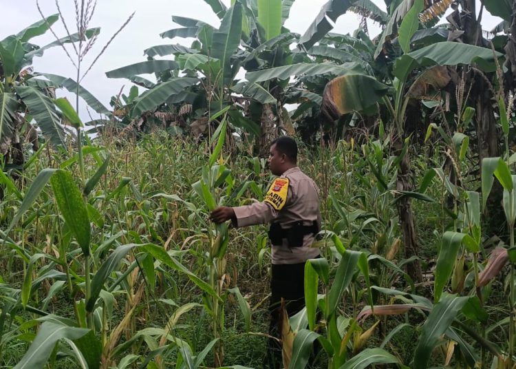 Optimalisasi Lahan Dukungan Ketahanan Pangan Pemerintah Pusat