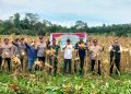 Panen Raya Jagung Serentak Tahap III Digelar di Desa Kelubir