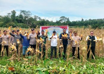 Panen Raya Jagung Serentak Tahap III Digelar di Desa Kelubir