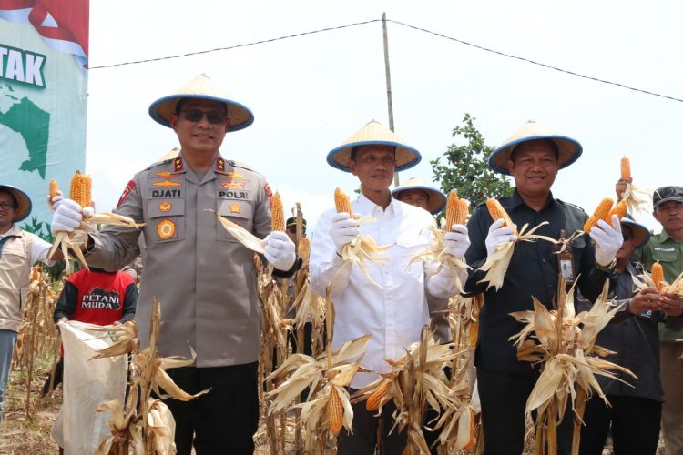 Panen Raya Jagung di Tarakan, Bukti Sinergi Ketahanan Pangan Nasional