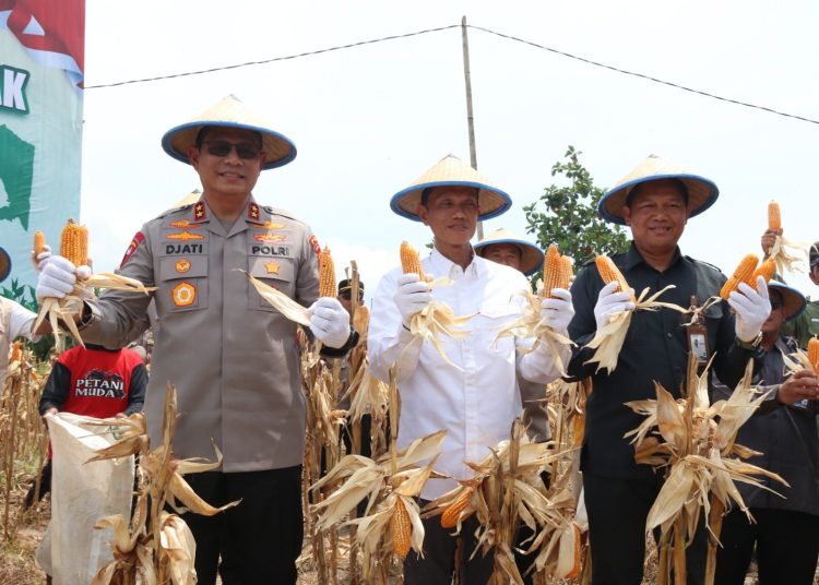 Panen Raya Jagung di Tarakan, Bukti Sinergi Ketahanan Pangan Nasional