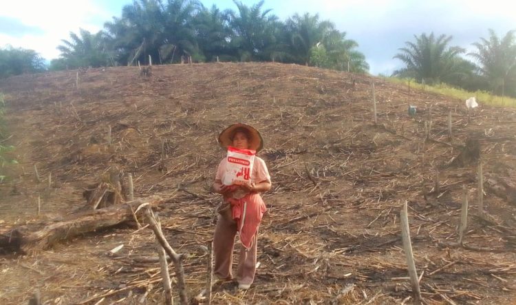 Bhabinkamtibmas Desa Pimping Dampingi Petani Tanam Jagung di Lahan 0,5 Hektare