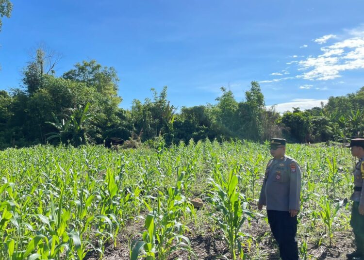 Dukung Swasembada Pangan, Polsek Sekatak Monitor Lahan Jagung di Desa Sekatak Buji