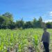 Dukung Swasembada Pangan, Polsek Sekatak Monitor Lahan Jagung di Desa Sekatak Buji