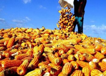 Dorong Penjualan Jagung ke Bulog Guna Stabilitas Harga Pangan